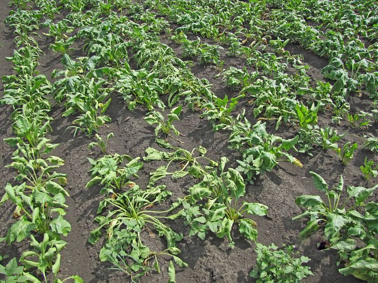 Фузариозная гниль свеклы