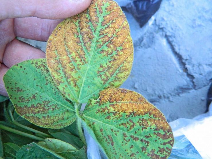 Угловатая пятнистость (бактериальный ожог) сои