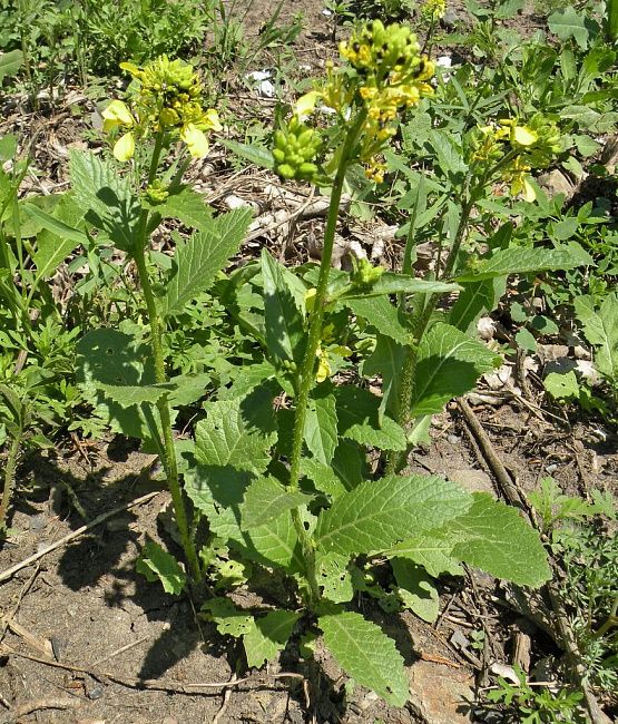 Горчица полевая