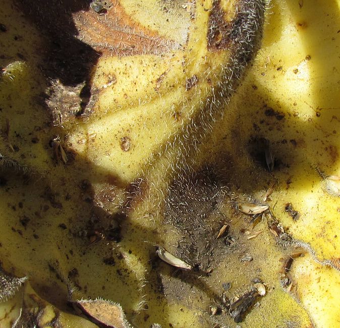 Альтернариоз (темно-бурая пятнистость) подсолнечника