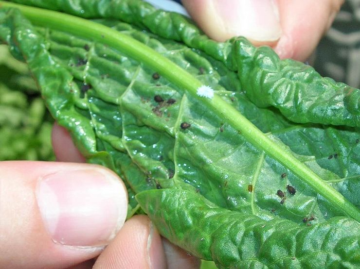 Свекловичная листовая тля