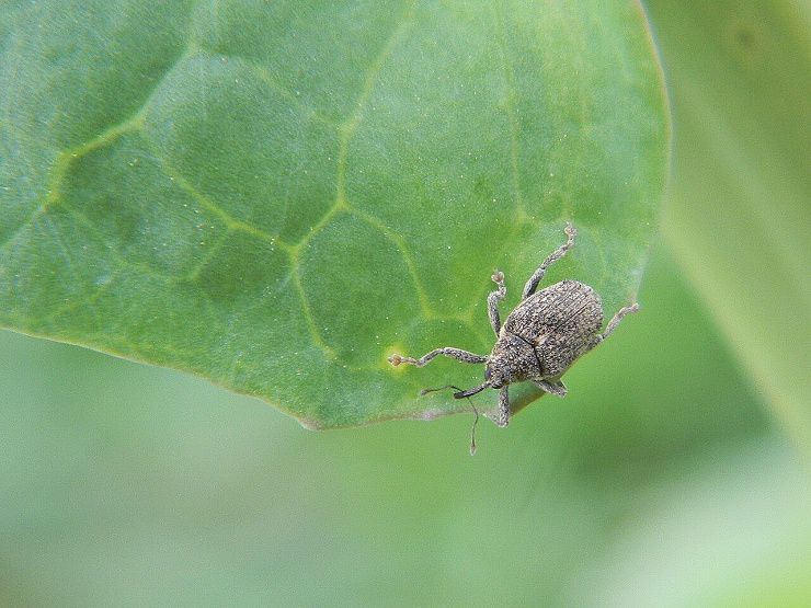 Стеблевой капустный скрытнохоботник