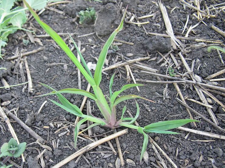 Просо куриное (ежовник обыкновенный)