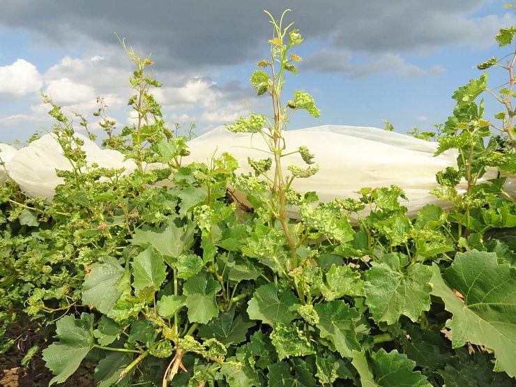 Виноградная филлоксера