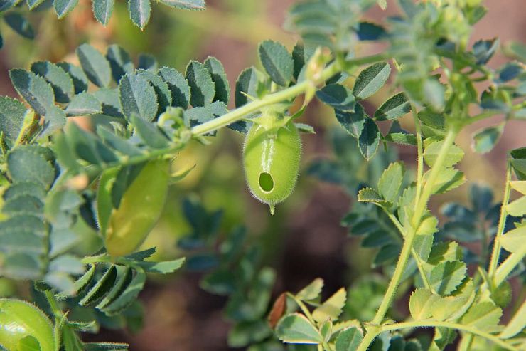 Хлопковая совка
