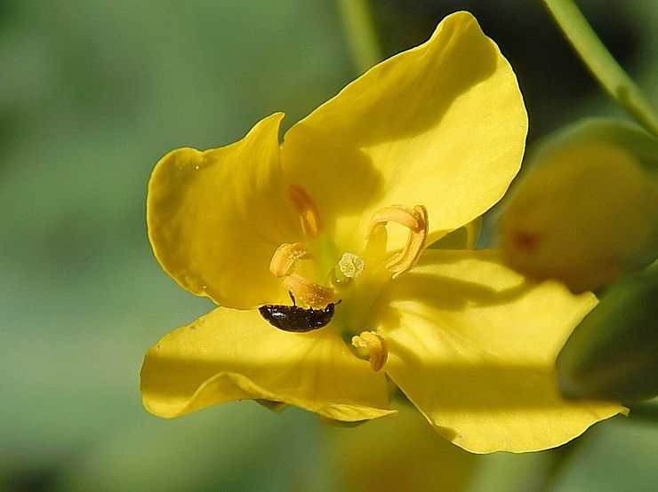 Рапсовый цветоед