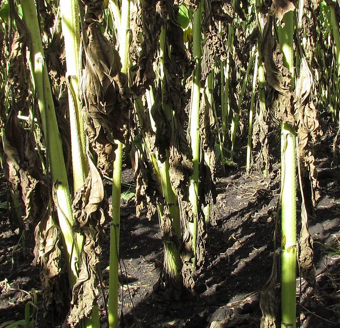 Фомоз подсолнечника