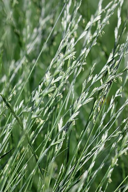 Плевел многолетний (райграс пастбищный)