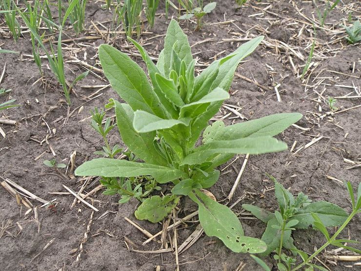 Ярутка полевая