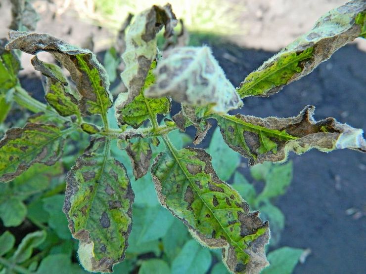Фитофтороз картофеля