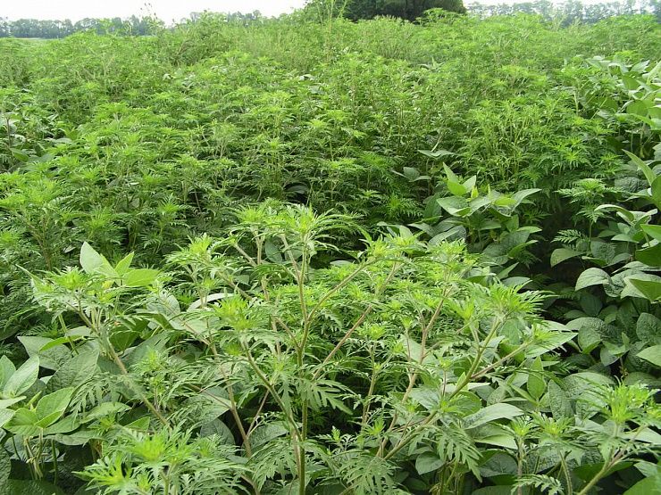 Амброзия полыннолистная