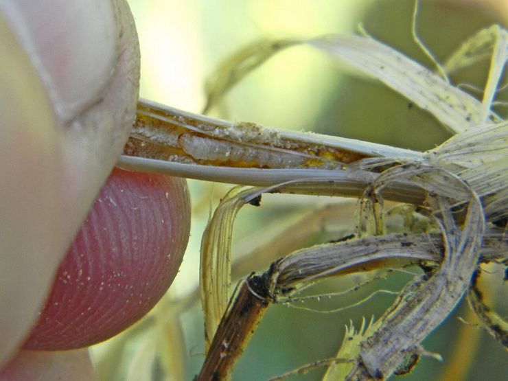 Стеблевые хлебные пилильщики (обыкновенный хлебный пилильщик, черный хлебный пилильщик)