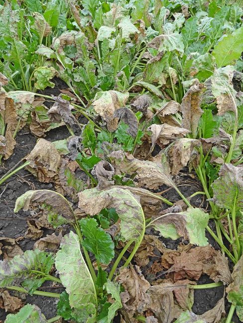 Церкоспороз свеклы