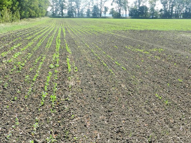 Озимая совка