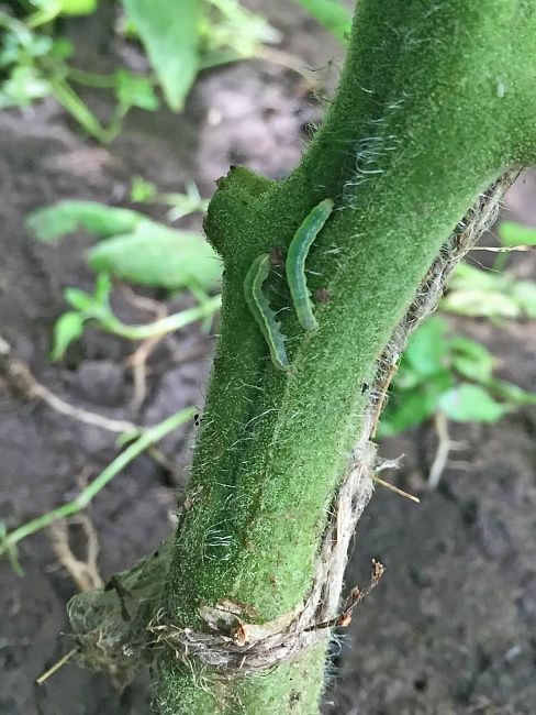 Огородная совка