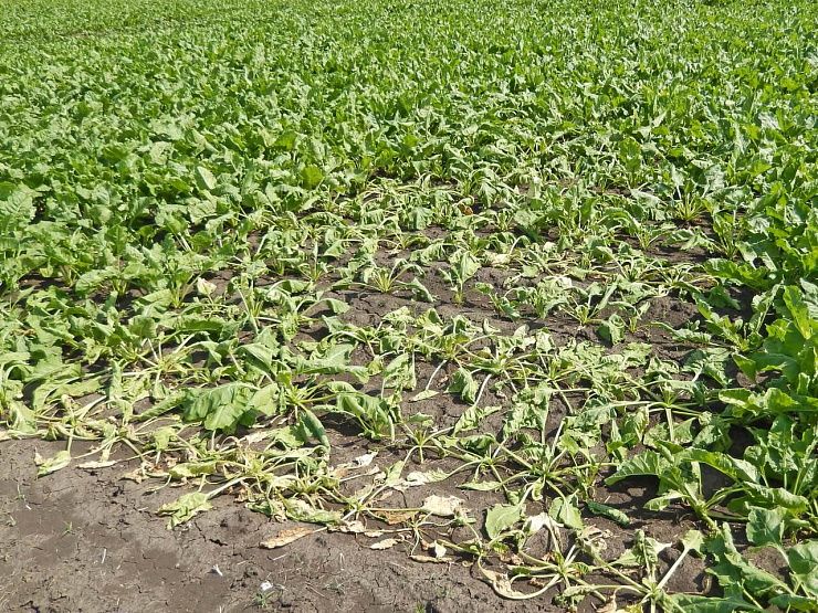 Фузариозная гниль свеклы