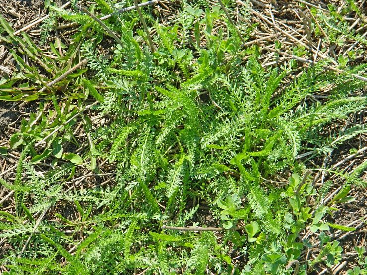 Тысячелистник обыкновенный