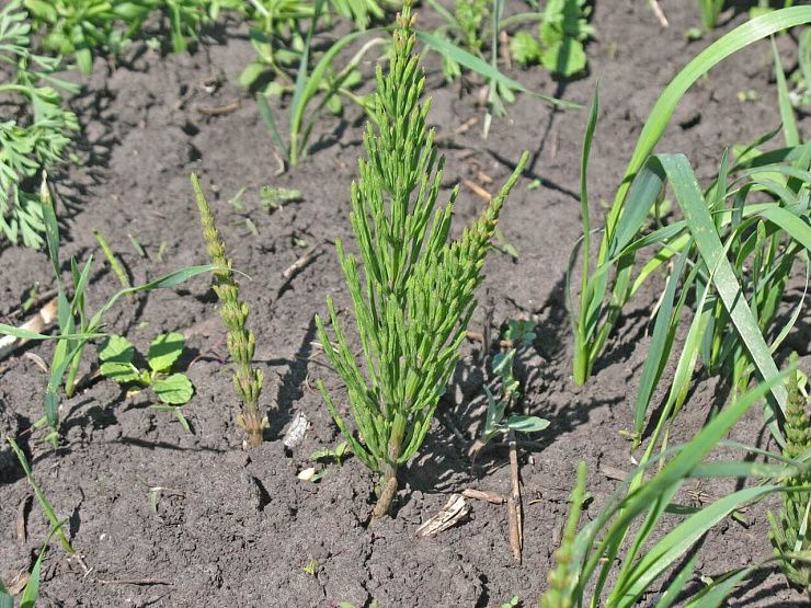 Хвощ полевой