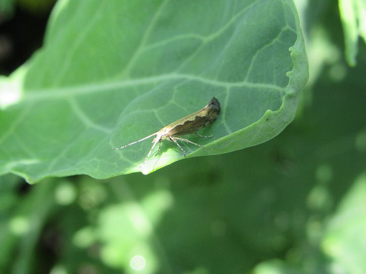 Капустная моль