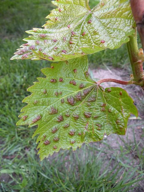 Виноградный войлочный клещ