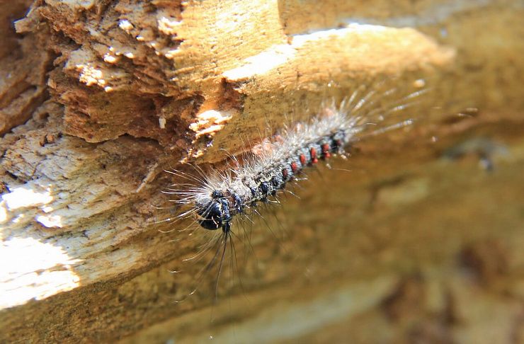 Непарный шелкопряд