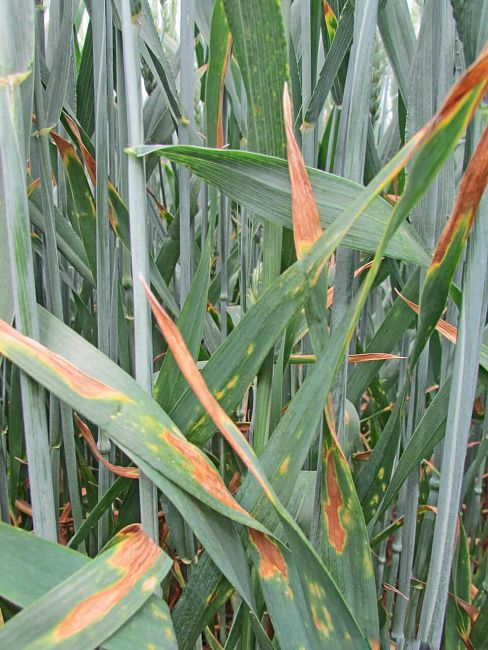 Фузариозные корневые гнили зерновых