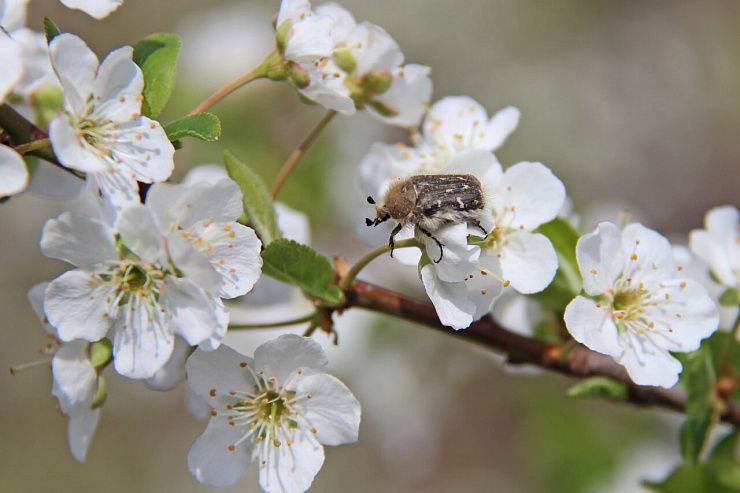 Оленка мохнатая