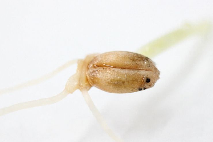 Септориоз злаковых