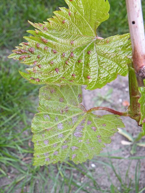 Виноградный войлочный клещ