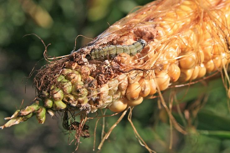 Хлопковая совка