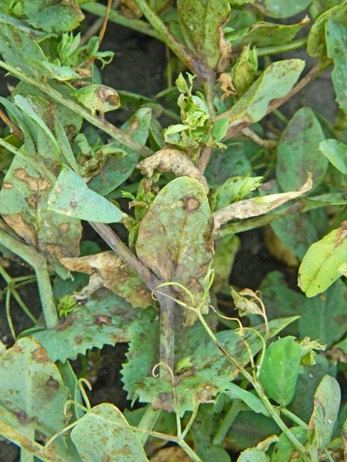 Аскохитоз гороха