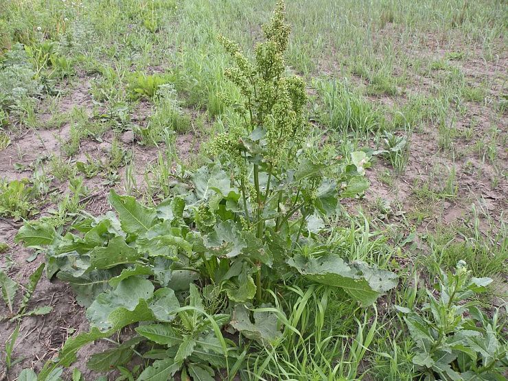 Щавель конский