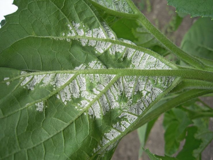 Ложная мучнистая роса подсолнечника