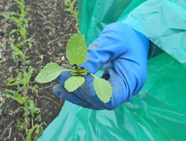 Чистец однолетний