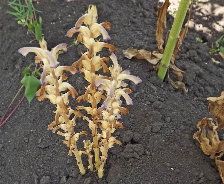 Заразиха кумская, подсолнечная