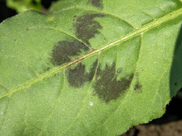 Горец птичий (спорыш), почечуйный, шероховатый