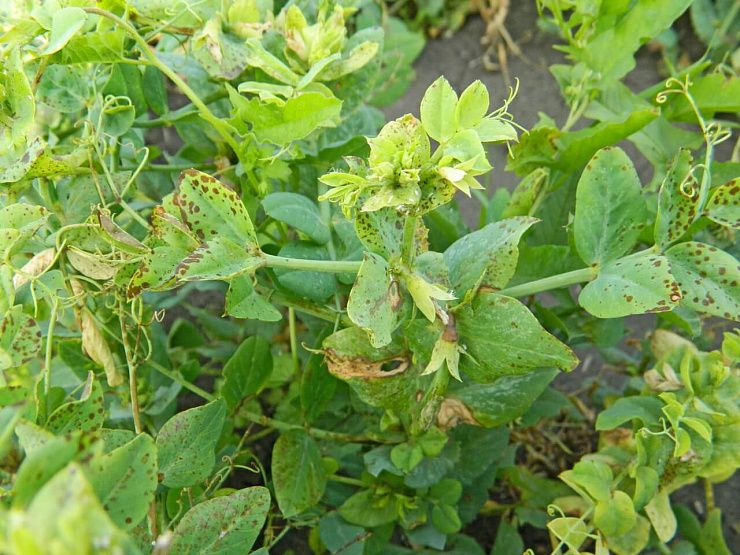 Аскохитоз гороха