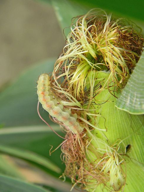 Хлопковая совка