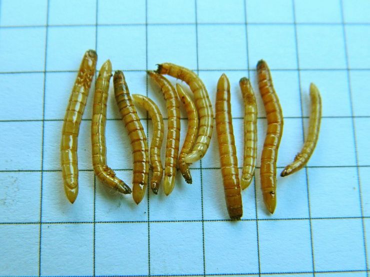 Щелкуны (проволочники)