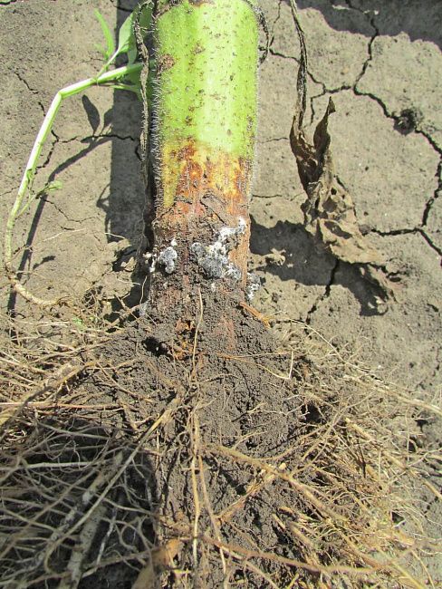 Белая гниль подсолнечника