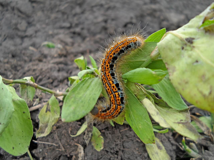 Хлопковая совка