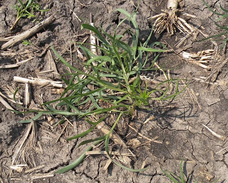 Резак обыкновенный