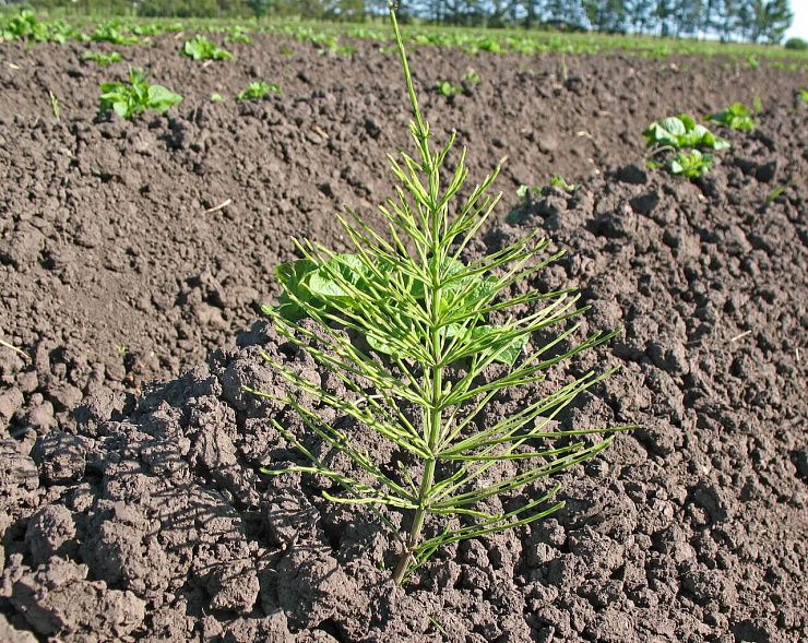 Хвощ полевой