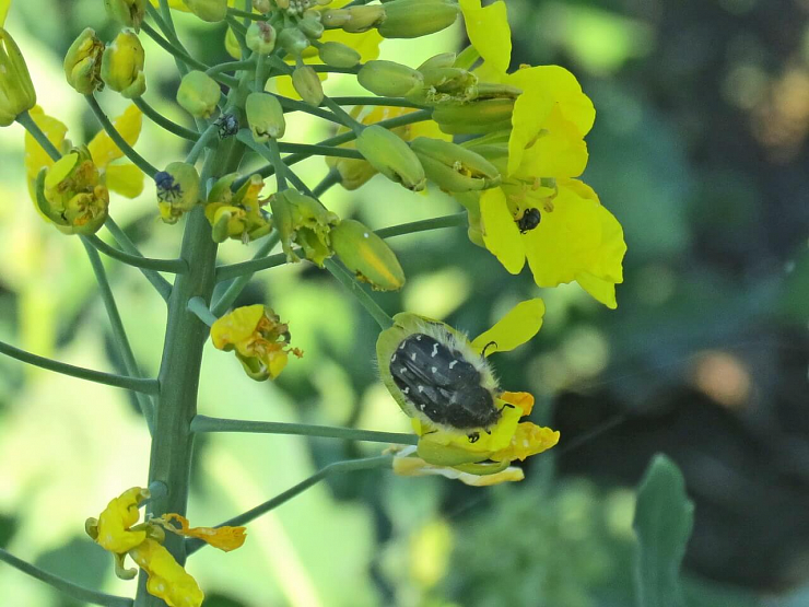 Оленка мохнатая