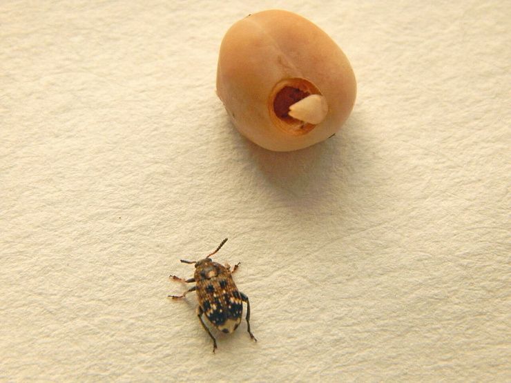 Гороховая зерновка