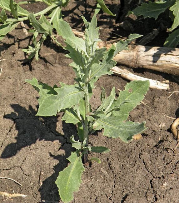 Горчак ползучий (розовый)