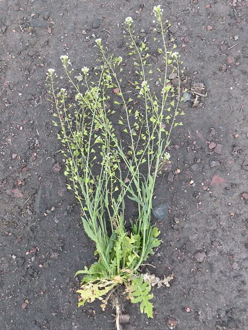 Пастушья сумка обыкновенная