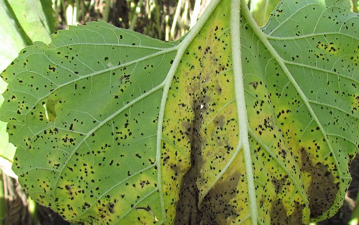 Ржавчина подсолнечника