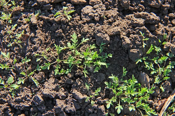 Дескурайния Софии