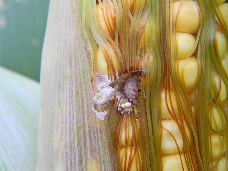 Хлопковая совка